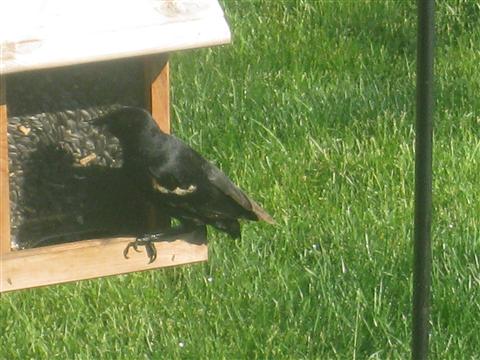  Red-WInged Blackbird 